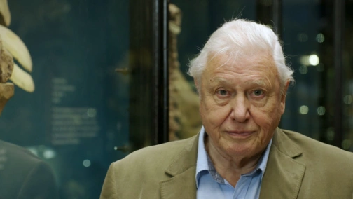 BBC: Великі птахи