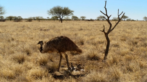 BBC: Большие птицы