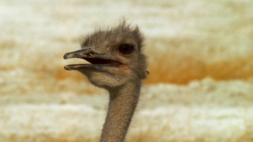 BBC: Attenborough's Big Birds