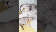 Mom's love is so strong that the kitten cries  #kitten #cats #meow #cutecats #catlover
