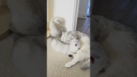 Grown up kittens still need their mommy and her milk These kittens are so cute and sweet