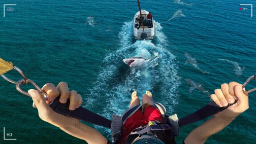 Акули: удар у відповідь