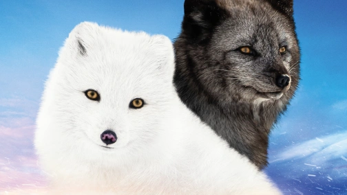 Кіна та Юк: Пухнасті пригоди