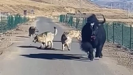 That Was Really Filmed on Camera! Incredible Animals Moments