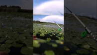 Ловлю карасей в густых лилиях