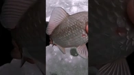 Ловля карася з криги