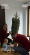 Як сімʼя Сколкових ялинку прикрашала #сімейнийблог #життявпольщі #влогиукраїнською