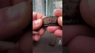 Відновлення ремінця зі шкіри крокодила. Частина 2