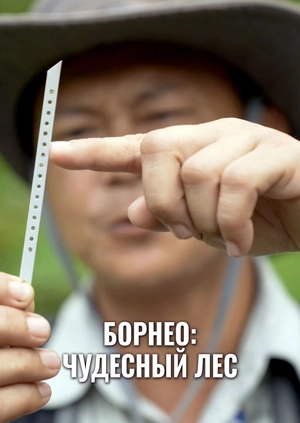 Борнео: чудесный лес
