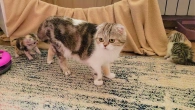 Так мило️ Мама кошка оберегает своих двух непослушных котят