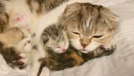 Новорожденные котята мяукают не дают Маме кошке отдохнуть после родов