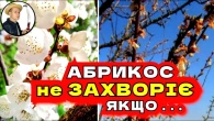 РОБИ ТАК і Абрикос Не Захворіє Весною МЕТОД ОБРОБОК!
