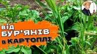 КАРТОПЛЮ Душать БУР'ЯНИ? Від бур'янів в картоплі під час вегетації