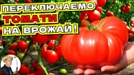 Жирування помідорів СТОП! Простий метод для максимального врожаю