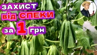 СПЕКА Все ГОРИТЬ! Як захистити рослини під час та після спеки