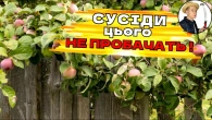 Чи можна зрізати гілки дерев сусідів - що робити, якщо дерево сусіда заважає