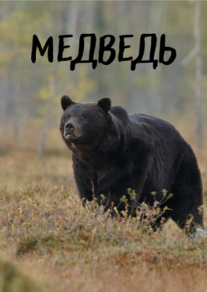 Медведь
