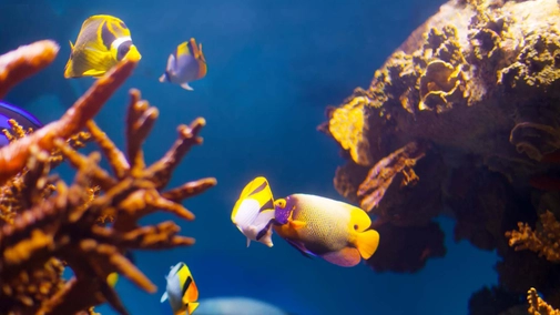 The Great Barrier Reef: A Living Treasure