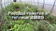 Обзор теплиц с томатами и рассадой на 7 мая 2025 !