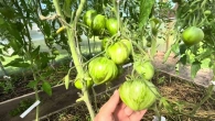 Обзор томатов селекции Софии Сааковой. 23 июня 2024