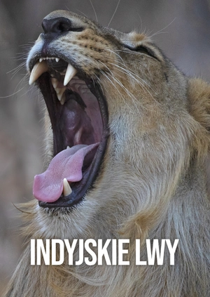 Indyjskie lwy