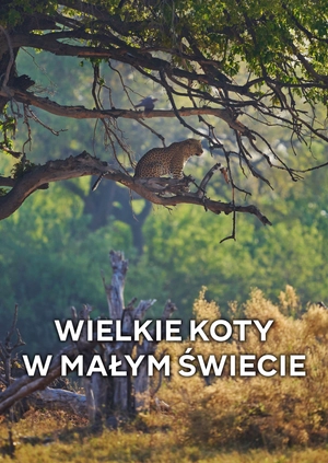 Wielkie koty w małym świecie