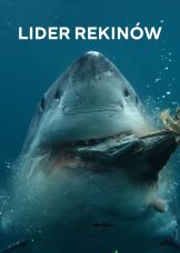 Lider rekinów — plakat