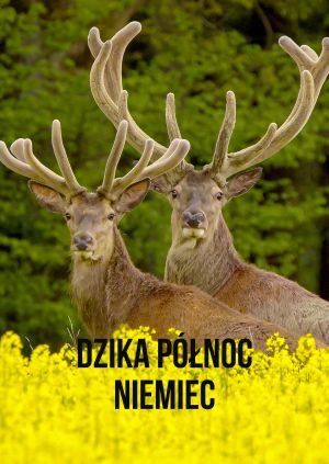 Dzika północ Niemiec — plakat