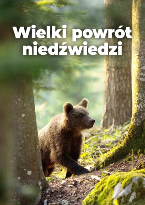 Wielki powrót niedźwiedzi