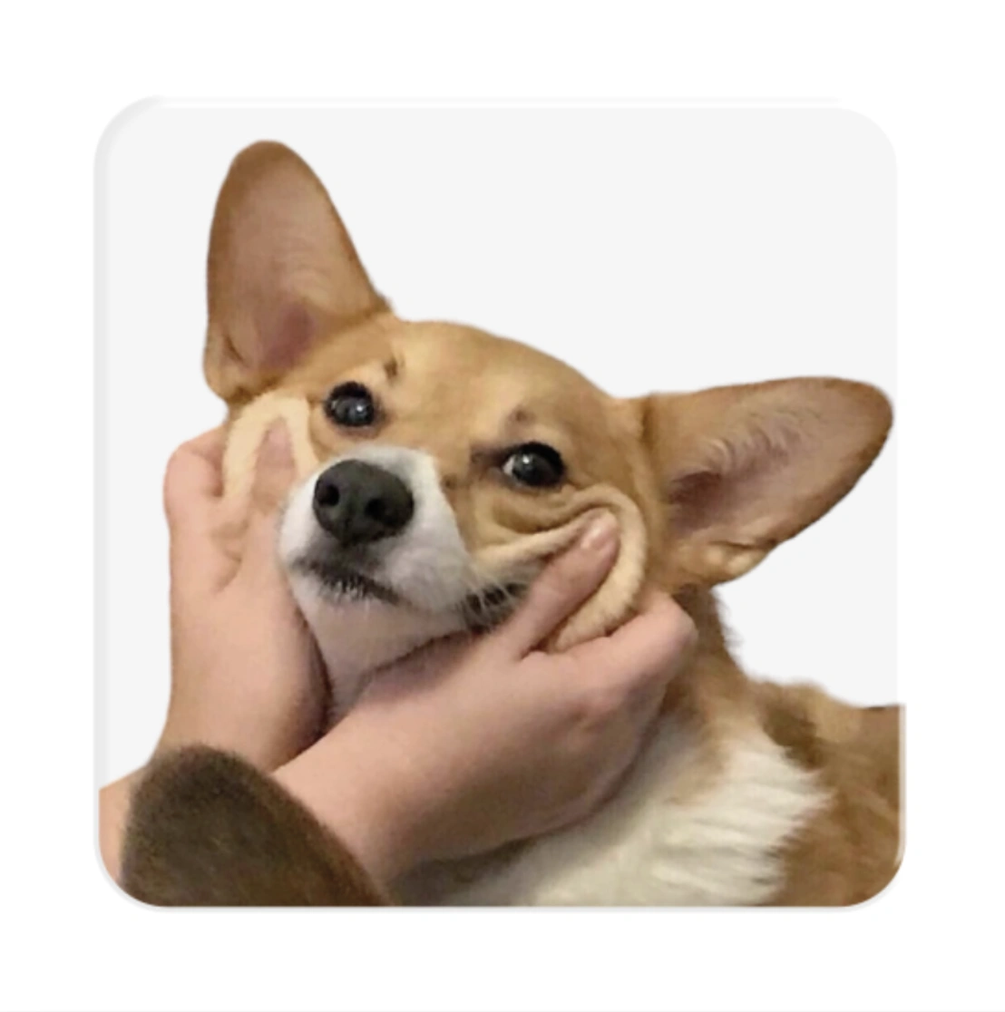 3D стікер «Щасливий коргі»