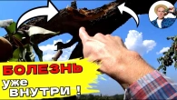 СПАСИ ДЕРЕВО - Летняя обрезка после полома ветки!