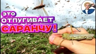 СДЕЛАЙ ТАК и Саранча Обойдет Твой Огород! 2 ПРОВЕРЕННЫХ МЕТОДА