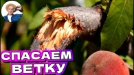 Что делать если СЛОМАЛАСЬ ВЕТКА? Спасаем урожай без потерь!