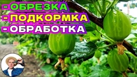 Как сделать крыжовник крупнее и вкуснее за 1 день!