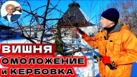 ОМОЛОДИ СТАРУЮ ВИШНЮ: Как Понизить Крону, Кербовка Старого Ствола, Новые Побеги