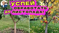Очищаем Сад ДО ОПАДАНИЯ ЛИСТЬЕВ Одной Обработкой! Осенняя Обработка от Болезней Раз и Навсегда!