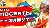 ЧТО СЕЯТЬ ПОД ЗИМУ 2024 ? ПОСЛЕДНИЙ ШАНС ДЛЯ УРОЖАЯ