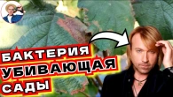 Как Избавиться от Бактериальных Болезней Растений: Советы для Сада и Огорода