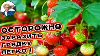 МОЯ ОШИБКА: купленная рассада клубники принесла болезни в грядки!