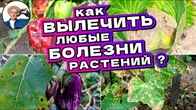Как ДЕШЕВО ВЫЛЕЧИТЬ ЛЮБЫЕ Болезни растений и понять чем болеет?