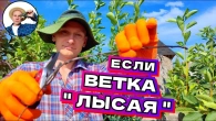 Обрезка вишни летом: ВЕТКИ БЕЗ ПОЧЕК тонкие длинные, что делать?!