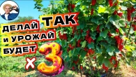 Смородина-рекордсмен: самый урожайный сорт для вашего сада!