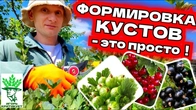 Крыжовник КАК подвязать и обрезать летом Новинка Лайвхак