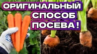 Как сеять морковку - оригинальный способ посева!