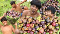 Wild Mangosteen Feast: Survival Delight! | Primitive Boy's Rainforest Adventure!