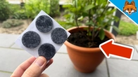 The Neighbors were WONDERING, now EVERYONE does it this way(Ingenious TRICK)