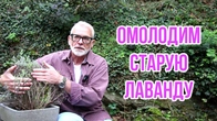 Серія 615