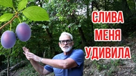 Серія 611