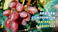 Важная информация для начинающих виноградарей.
