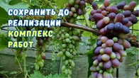 Чеканка и обратотка винограда до реализации.